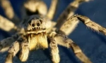 Tarantula: prikazi, stil života i opasnost za ljude